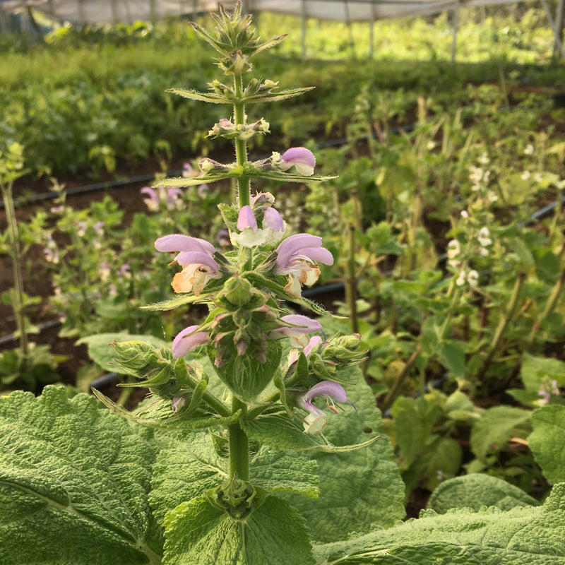 🌿Understanding Skin Reactions: Beyond the Allergen