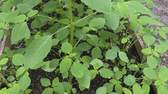 Salve de hierbas Jewelweed anteriormente conocido como Salve de sanador antiguo 