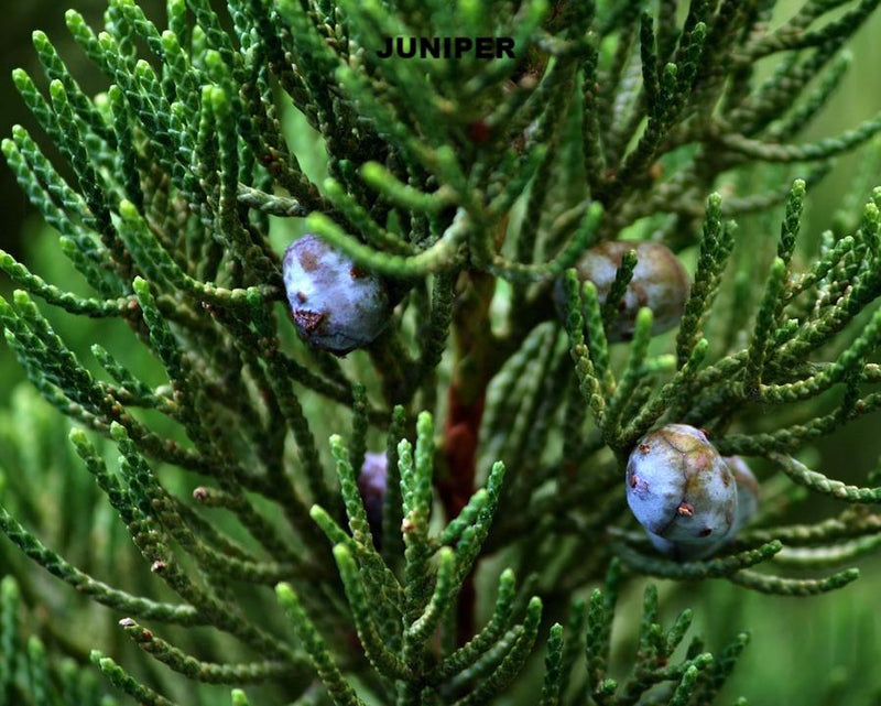Winter Forest Essential Oil Blend Air Freshener For The House, Car, & Pet Bedding. - Creation Pharm