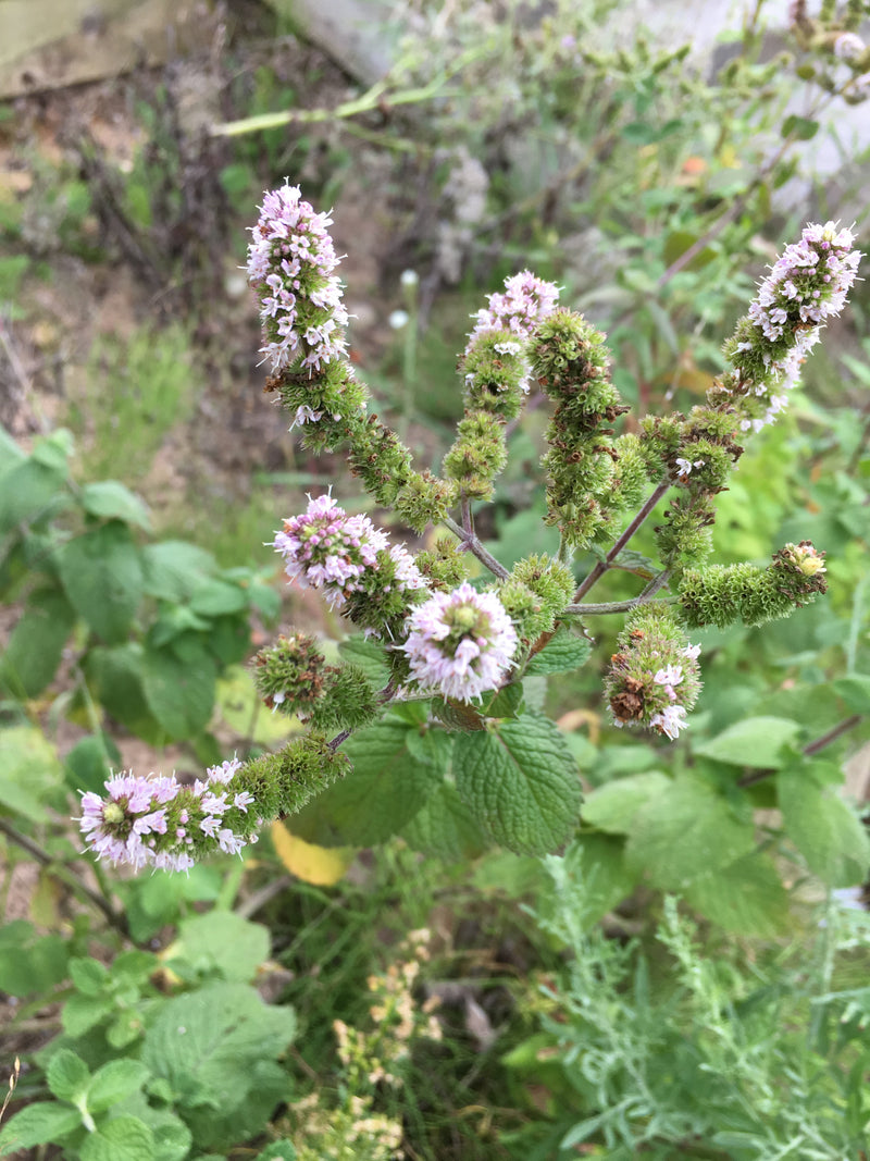 Mint Hydrosol - Hidrosol de mentha -Itch Relief For Allergic Reactions On Skin, Refreshing, Cooling - Creation Pharm