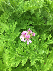 Rose Geranium Cream 4 oz. 