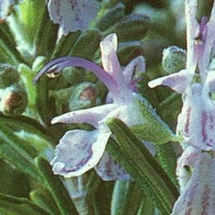 Rosemary Hydrosol - Hidrosol de Romero - Refreshing Aromatherapy - Facial Toner - Creation Pharm